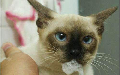 猫嗓子哑是什么原因引起的