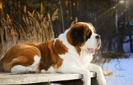 圣伯纳犬不爱吃东西的原因及处理方法