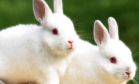 兔子为什么是三瓣嘴