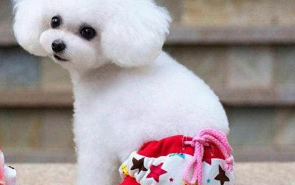 狗狗能吃西瓜嘛
