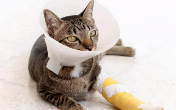 猫咪不进猫窝怎么办,猫咪不进猫窝的原因有哪些