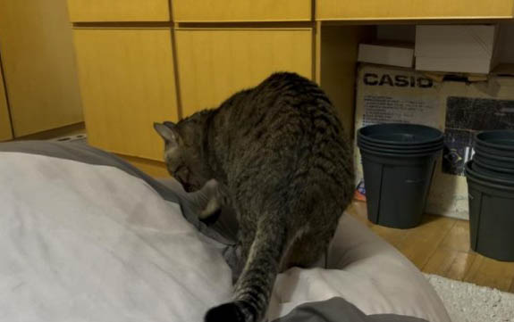 宠物猫：猫在家乱尿有什么好办法