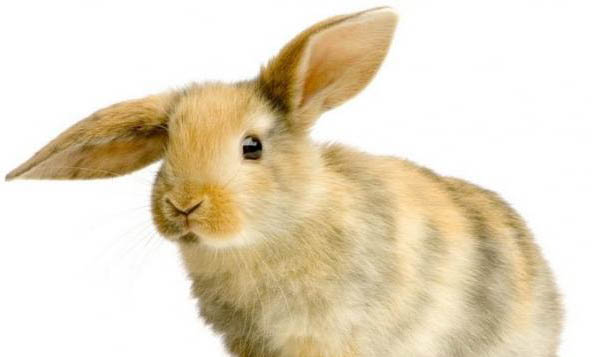 高铁托运一只兔子多少钱