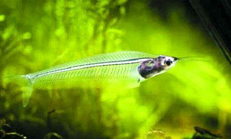 玻璃猫鱼可以繁殖吗?
