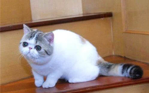 小猫睡觉突然抽搐了几下