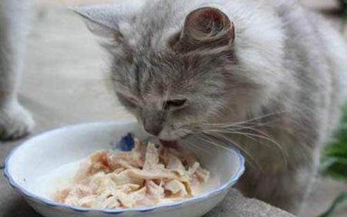 小猫感冒了怎么办,如何预防猫咪感冒