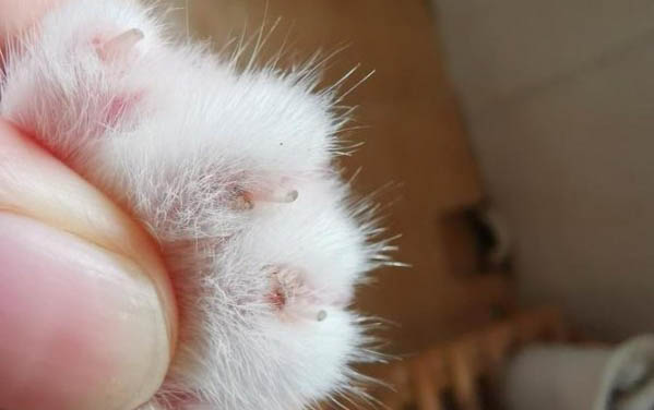 为什么女朋友非要养猫咪的原因