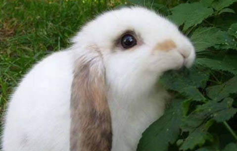 兔子为什么喜欢咬兔垫