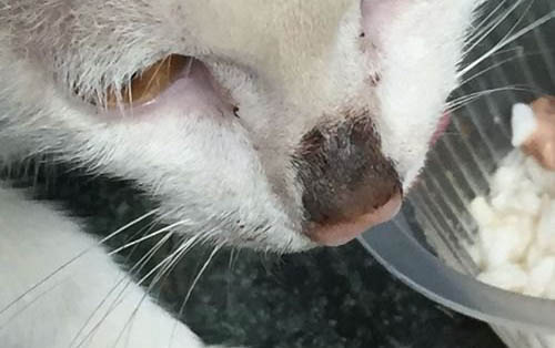 猫咪的指甲裂开是什么原因