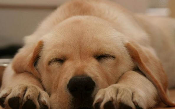 高加索幼犬怎么挑选