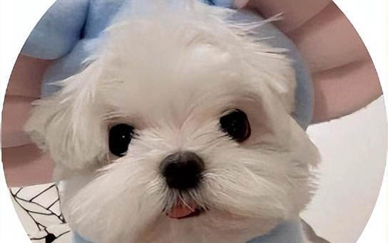 狗吃了洋葱多久就没事