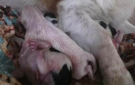 母狗怀孕多久才下狗仔