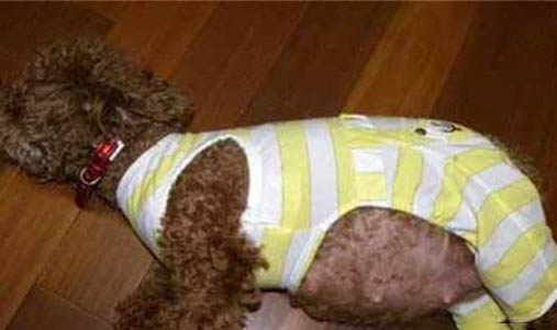 母犬绝育多久恢复