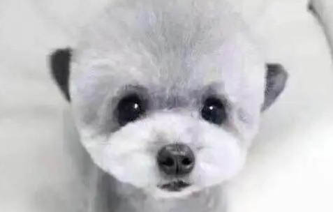 成年泰迪一个月吃多少斤狗粮
