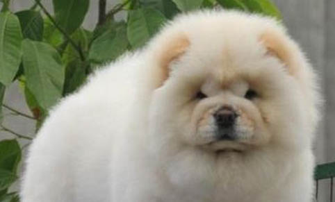 老年松狮犬临终前征兆