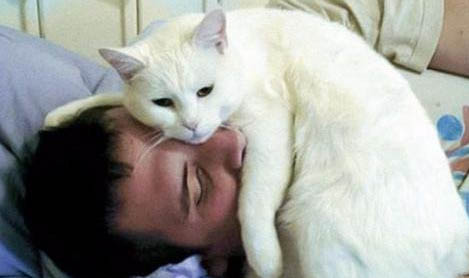 小猫睡觉抽搐发抖是怎么回事