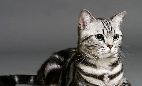 短毛猫都有哪些品种