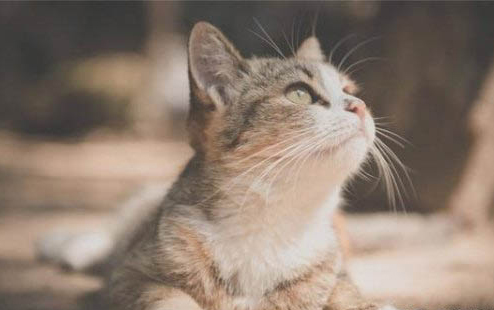 猫生完小猫多久能洗澡