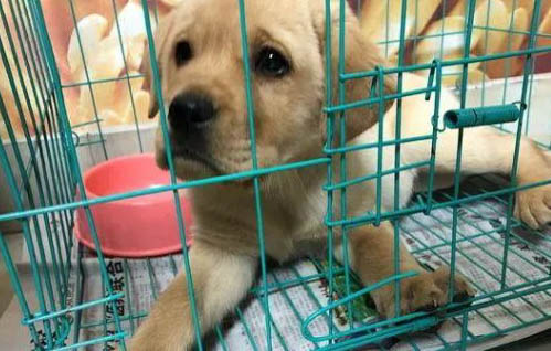 什么原因导致狗狗拉软便
