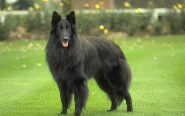黑狼狗与狼犬有什么区别？