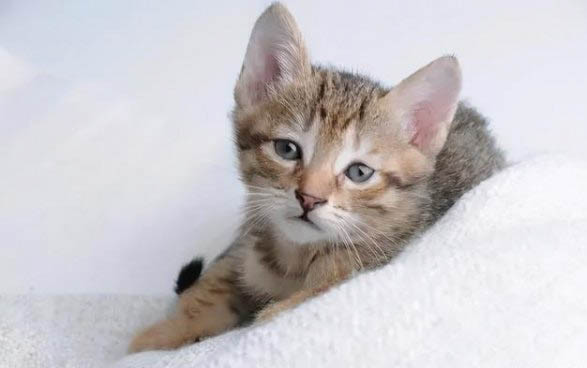 猫突然不爱喝水