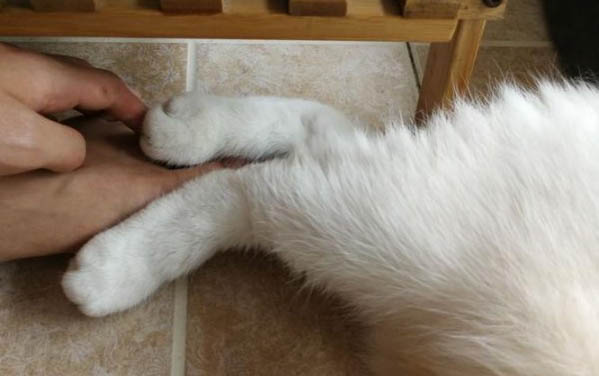 刚满月的猫咪为什么会叫呢