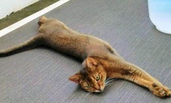 六个月的猫吃什么罐头