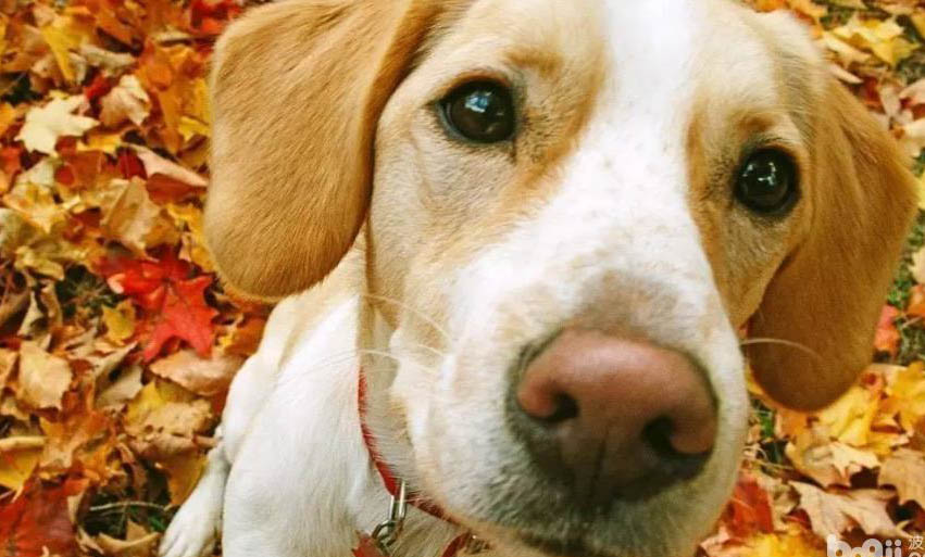 犬用宫缩素的正确使用方法