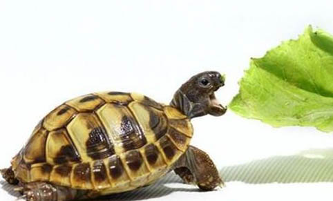 缅甸陆龟多久喂一次?