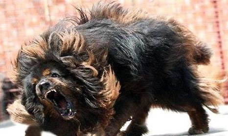 适合独居女生养的护卫犬有哪些?