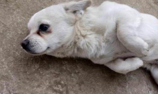 狗隔几个月又可以怀孕