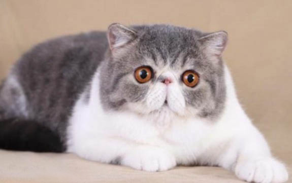 猫可以喝酒?