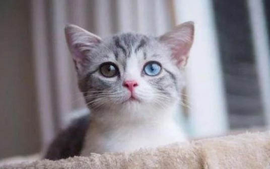 小猫不拉屎为什么会憋死啊