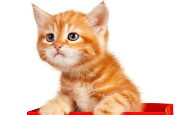 猫咪睡觉打鼾声音大