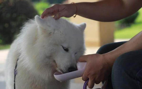 什么狗狗最可爱最萌