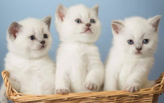 常见的猫的品种有哪些