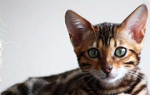 虎斑猫和美短的区别