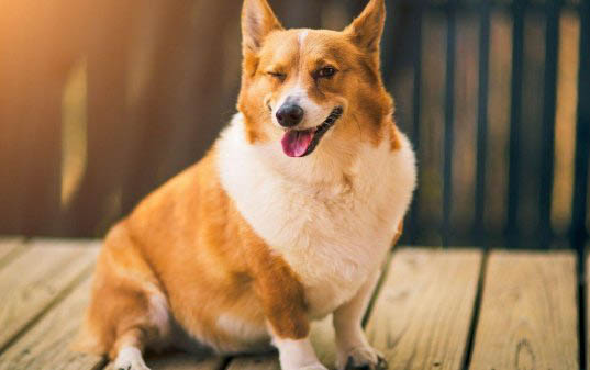 狗狗可以吃梨吗?