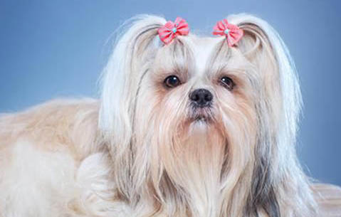 西施犬真菌感染的原因及处理方法