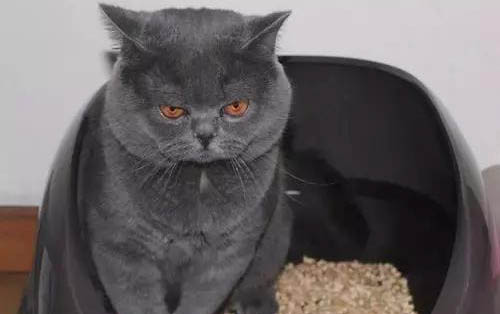 猫吃蚊香中毒多久可以自己消灭