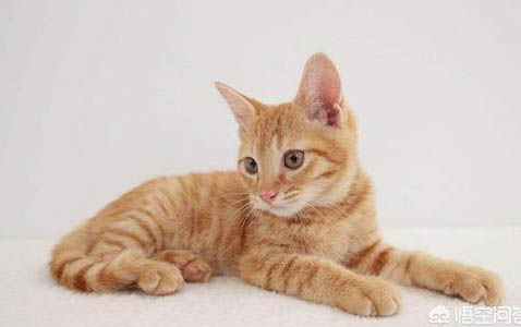 室内养的猫会有弓形虫吗