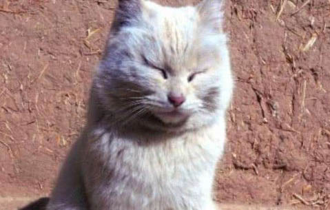 猫咪爪子烂了是什么原因