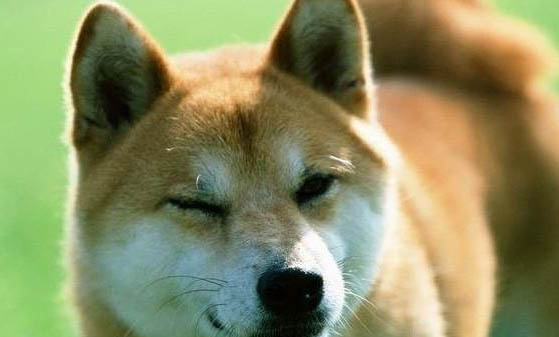 狼青犬智商在犬类中排行第几