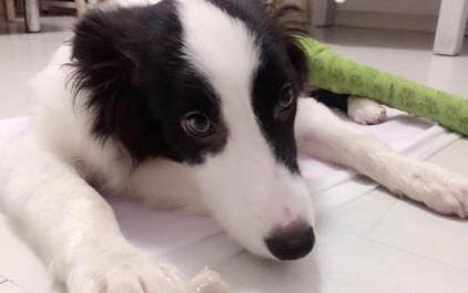为什么小狗突然不吃东西了还呕吐
