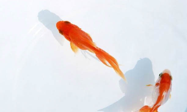 七彩神仙鱼头洞病