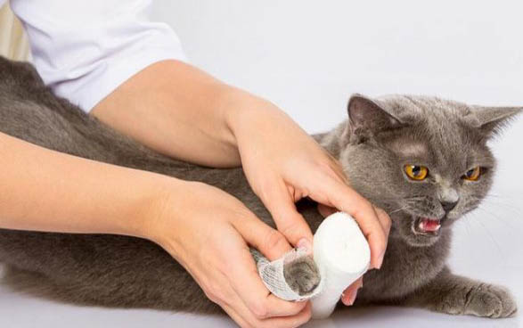 西瓜霜喷剂可以给猫咪治疗耳螨吗