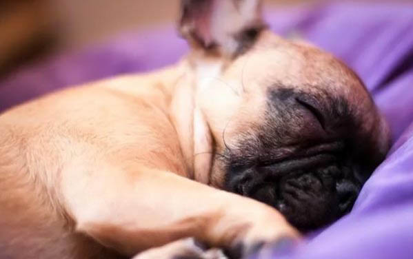 饲养老年犬需要注意哪些问题
