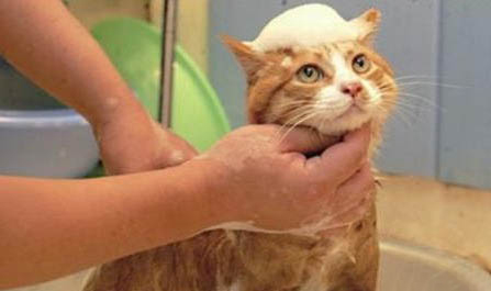 家猫养多久可以排除狂犬病