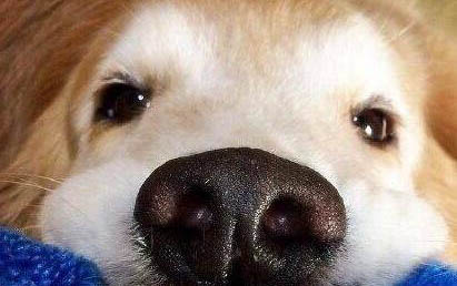 狗狗脑炎能活多久
