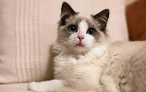 布偶猫可以吃草莓吗